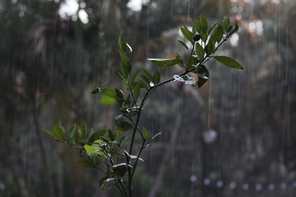 1. Como o Wabi-Sabi Influencia o Design de Jardins. 2. A Ciência por Trás das Flores Imperfeitas: Um Guia Botânico. 3. Decoração com Plantas Secas: Tendências e Dicas. 4. O Simbolismo das Imperfeições na Natureza e na Arte. 5. Explorando o Design Orgânico em Ambientes Internos.