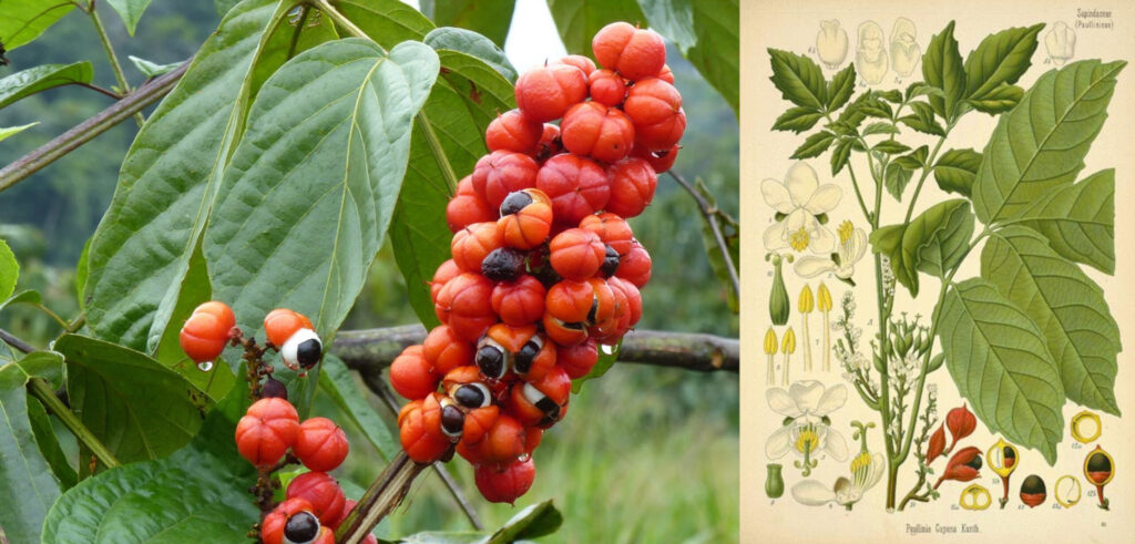 a beleza das plantas imperfeitas