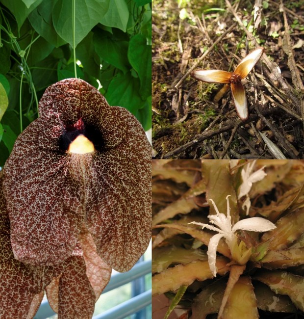 a beleza das plantas imperfeitas