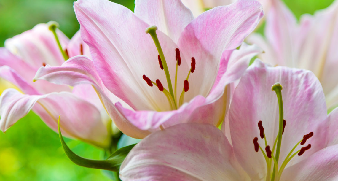 a beleza das plantas imperfeitas