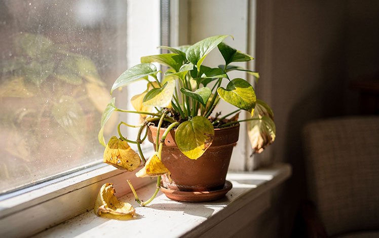 a beleza das plantas imperfeitas