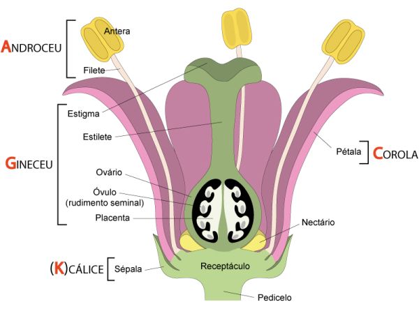 a beleza das plantas imperfeitas