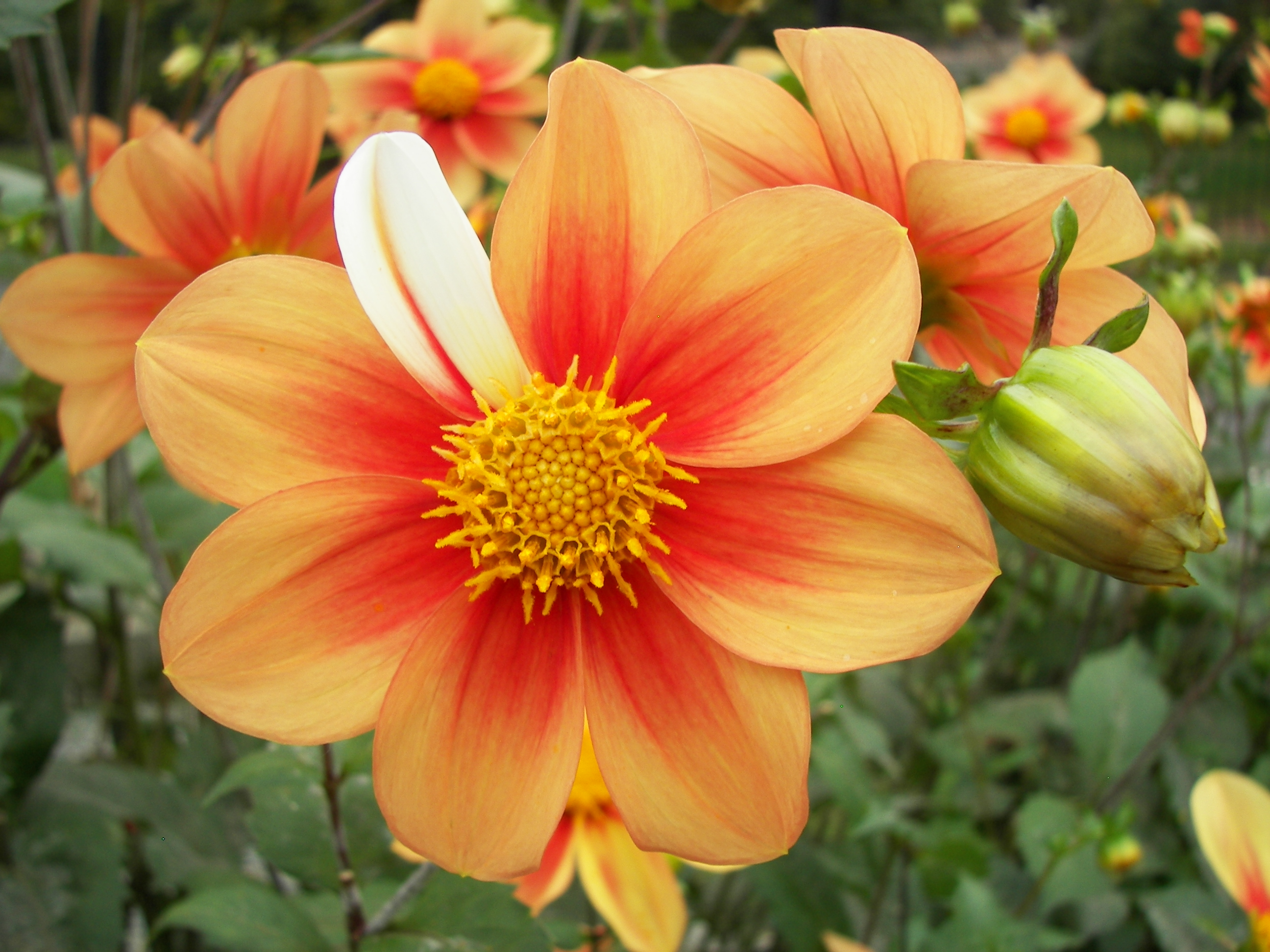 1. Como o Wabi-Sabi Influencia o Design de Jardins. 2. A Ciência por Trás das Flores Imperfeitas: Um Guia Botânico. 3. Decoração com Plantas Secas: Tendências e Dicas. 4. O Simbolismo das Imperfeições na Natureza e na Arte. 5. Explorando o Design Orgânico em Ambientes Internos.