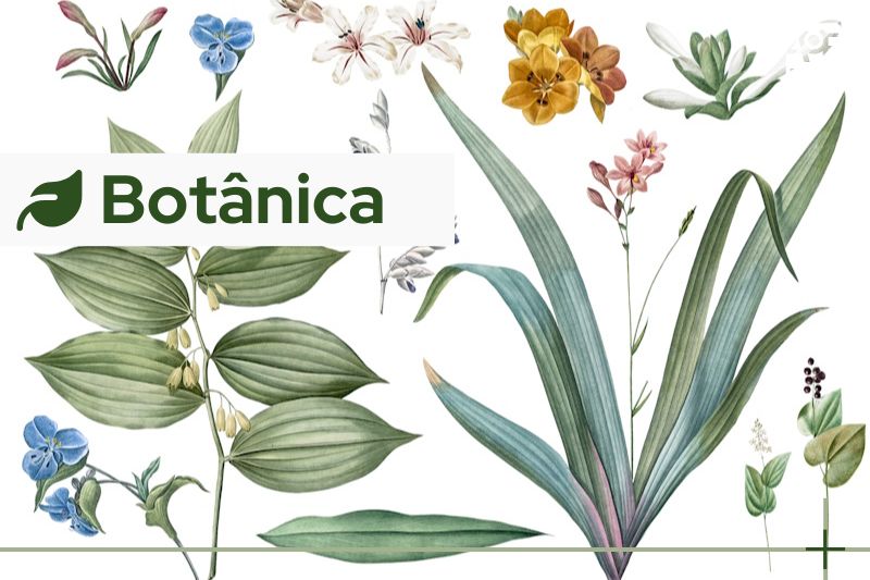 1. Como o Wabi-Sabi Influencia o Design de Jardins. 2. A Ciência por Trás das Flores Imperfeitas: Um Guia Botânico. 3. Decoração com Plantas Secas: Tendências e Dicas. 4. O Simbolismo das Imperfeições na Natureza e na Arte. 5. Explorando o Design Orgânico em Ambientes Internos.