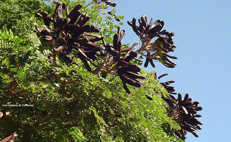 Características Únicas do Faveiro-de-Wilson: Da Descoberta à Preservação