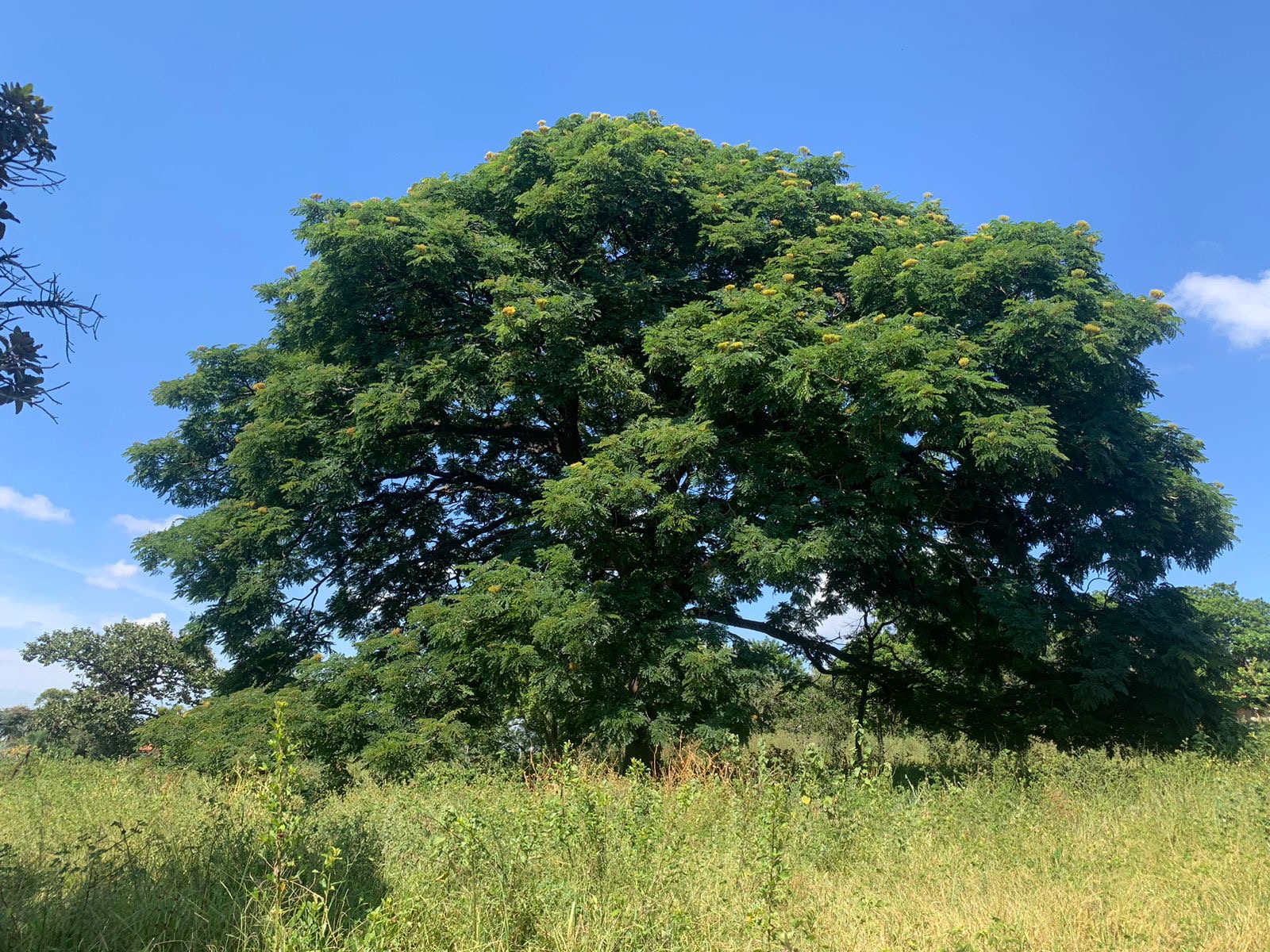 Como o Brasil Luta para Salvar o Faveiro-de-Wilson: Conheça os Projetos de Conservação