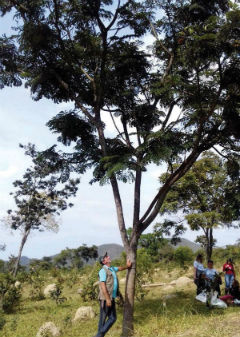 Características Únicas do Faveiro-de-Wilson: Da Descoberta à Preservação