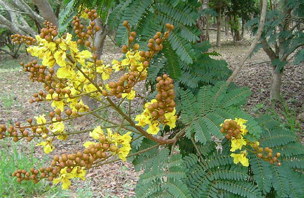 Descubra o Faveiro-de-Wilson: A Joia Escondida e Ameaçada de Minas Gerais