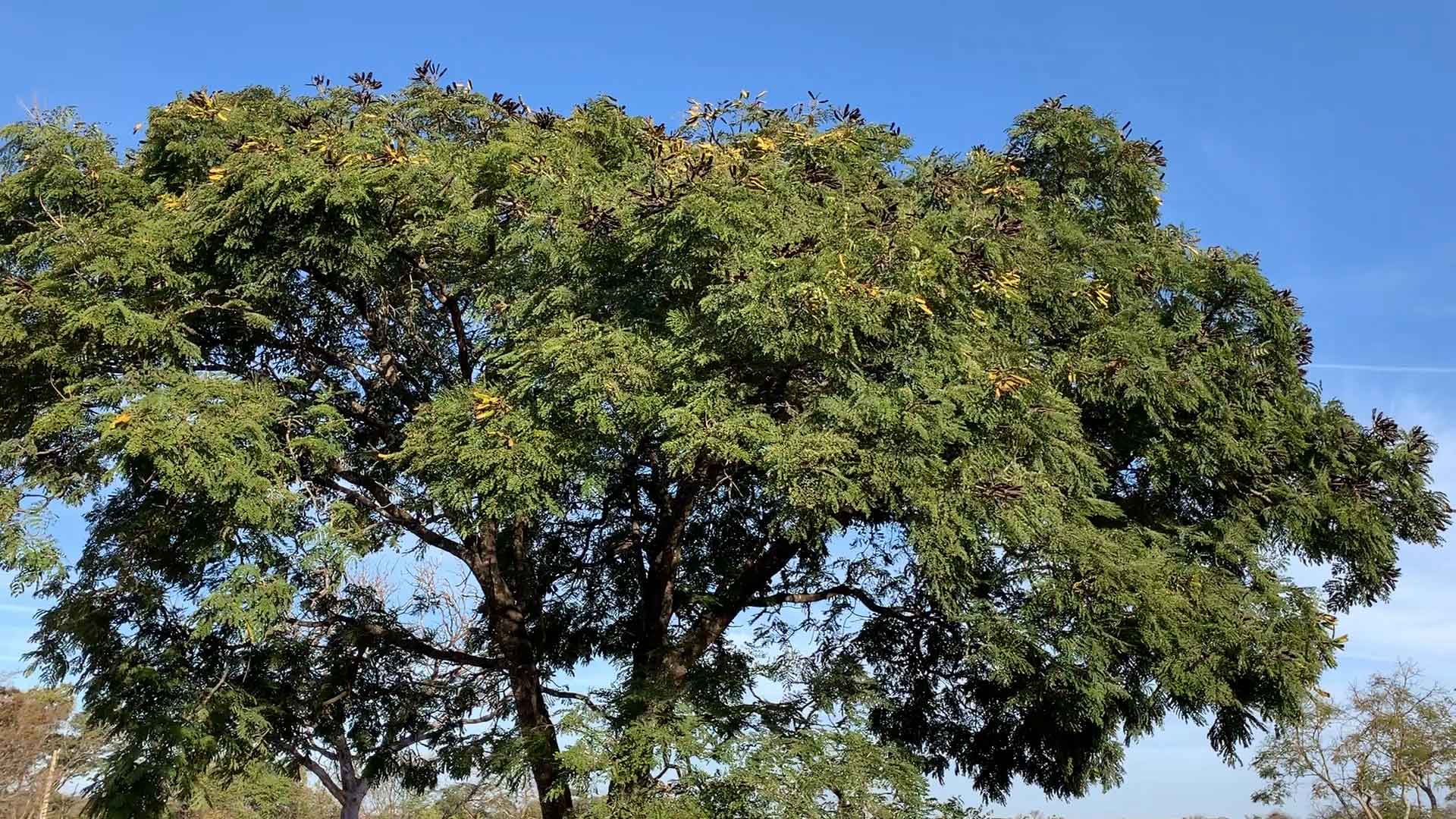 Faveiro-de-Wilson: Por Que Esta Árvore Rara Está em Risco Crítico de Extinção?