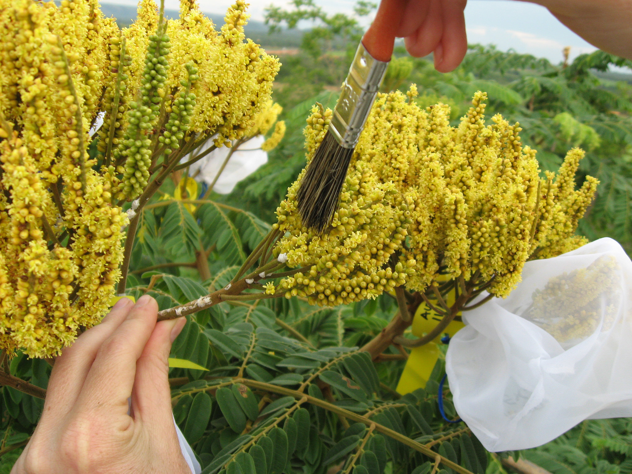 Características Únicas do Faveiro-de-Wilson: Da Descoberta à Preservação