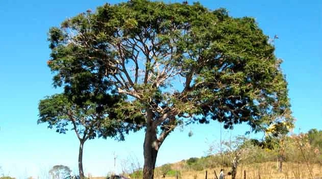 Minas Gerais e o Faveiro-de-Wilson: Entenda a Importância da Proteção da Flora Nativa