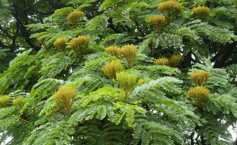 Descubra o Faveiro-de-Wilson: A Joia Escondida e Ameaçada de Minas Gerais