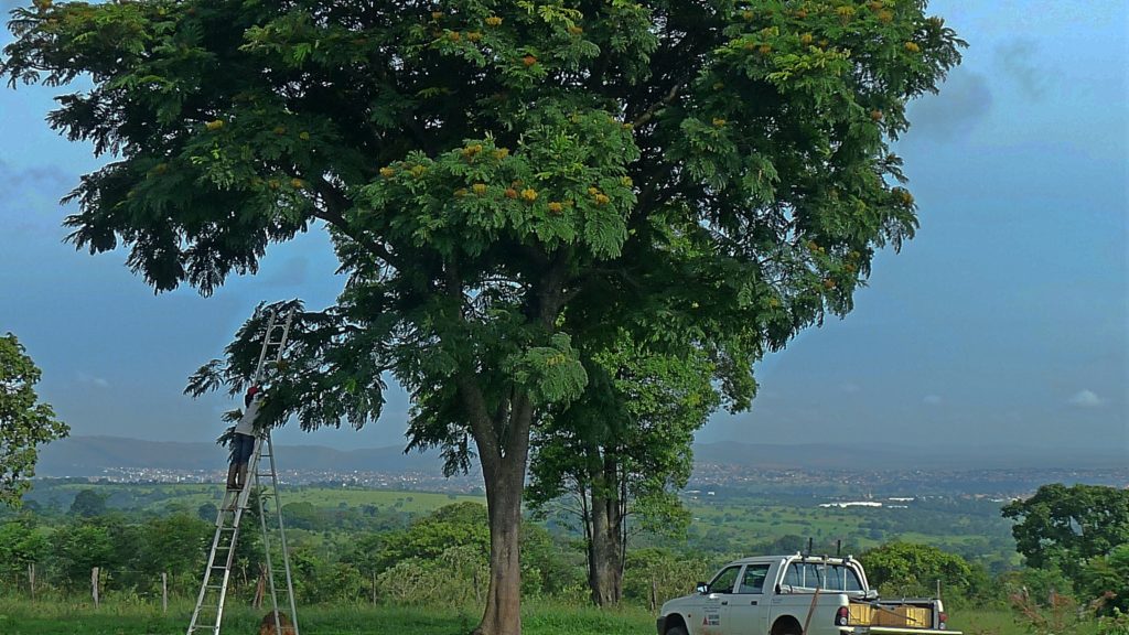 Faveiro-de-Wilson: Por Que Esta Árvore Rara Está em Risco Crítico de Extinção?