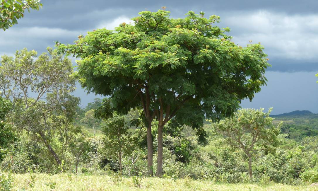 Como o Brasil Luta para Salvar o Faveiro-de-Wilson: Conheça os Projetos de Conservação