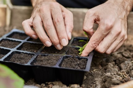 Os Benefícios Inesperados da Horta Escolar para o Desenvolvimento Infantil