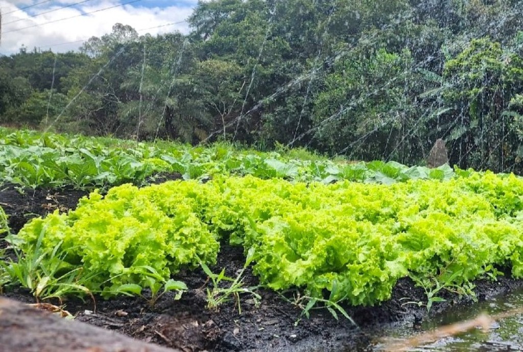 Os Benefícios Inesperados da Horta Escolar para o Desenvolvimento Infantil