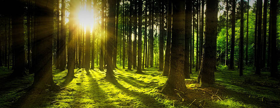 5 plantas que amam sol: Guia completo para sua horta; Como a falta de sol afeta suas plantas e o que fazer; Vitamina D: Os perigos da deficiência e como evitá-la; Cogumelos e Vitamina D: Uma combinação surpreendente; Horta em casa: Dicas para maximizar a luz solar em espaços limitados