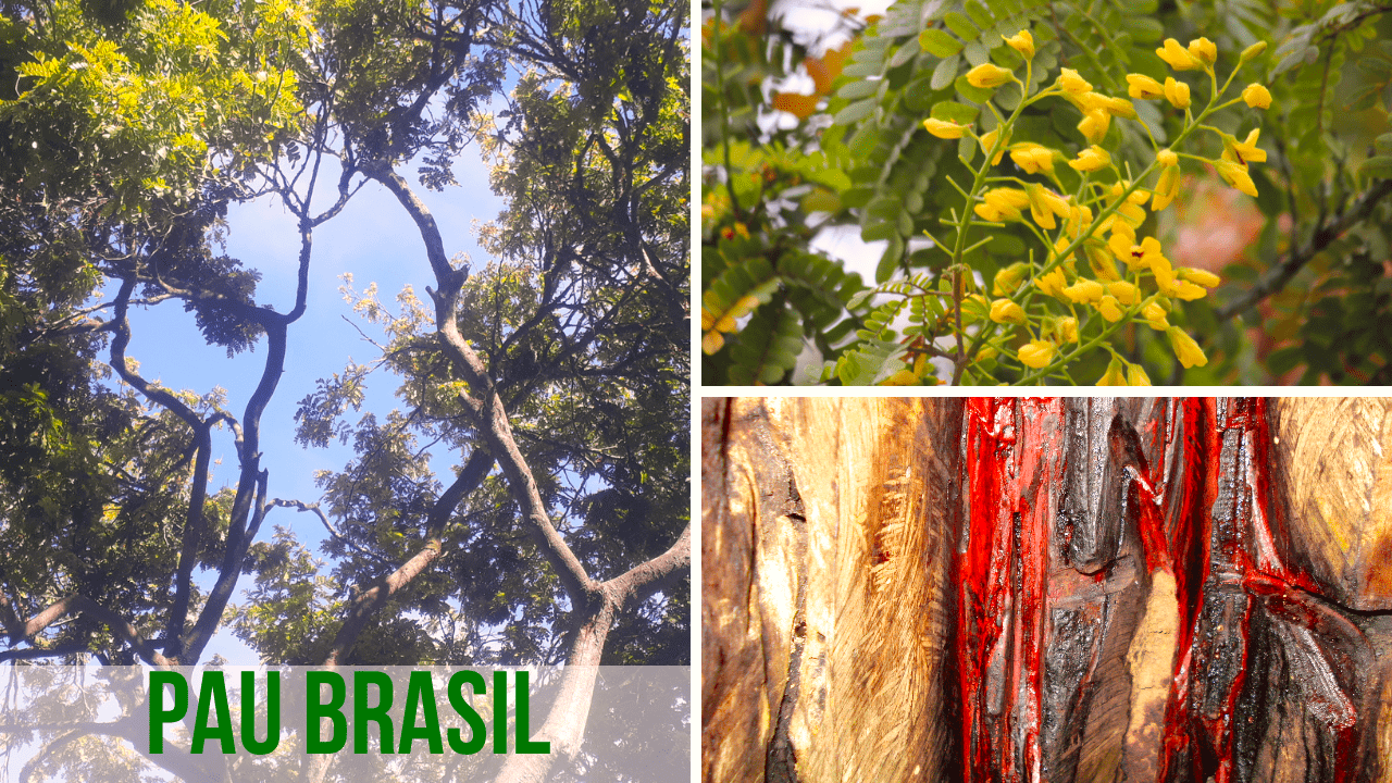 a preservação do pau-brasil