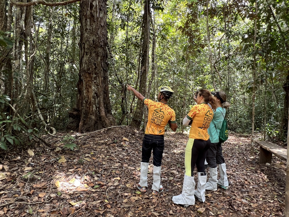 erros comuns ao tentar plantar pau brasil em casa