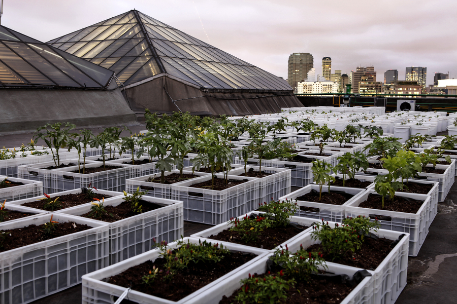 a revolução das hortas urbanas no mundo