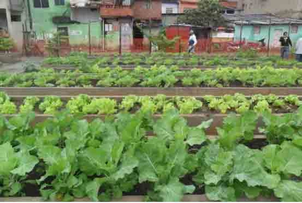 Desafios e soluções para a expansão da agricultura urbana