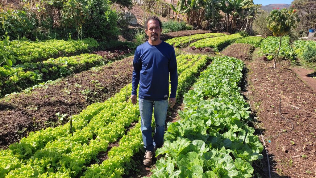 Como implementar hidroponia em casa