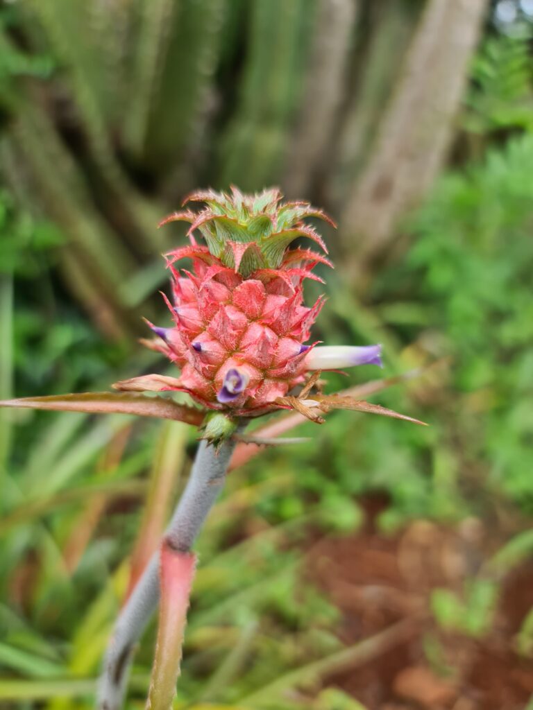 abacaxi de jardim