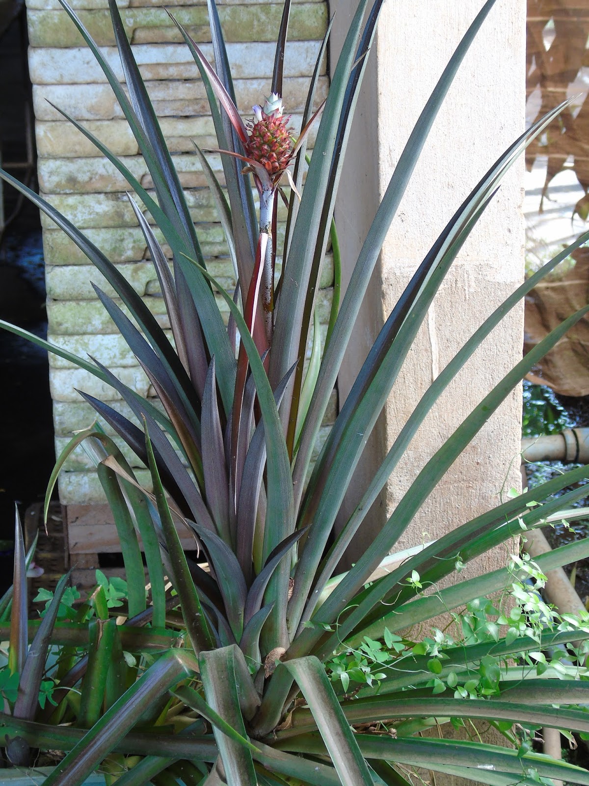 abacaxi decorativo