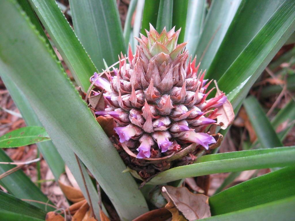 bromélia abacaxi