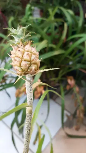 ananas ornamental
