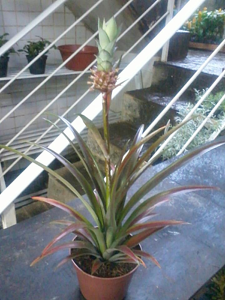 mini abacaxi ornamental