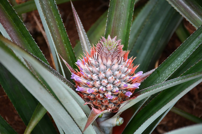 cuidados abacaxi ornamental