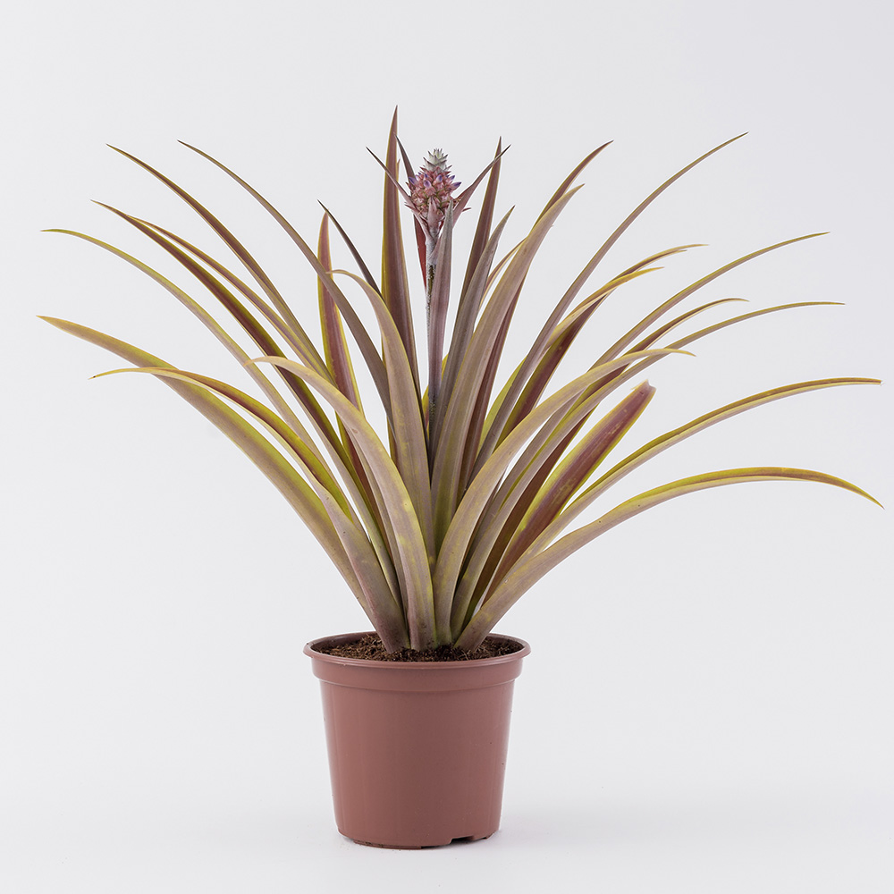 ananas bracteatus