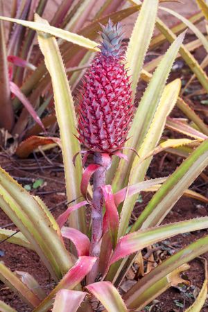 ananas lucidus