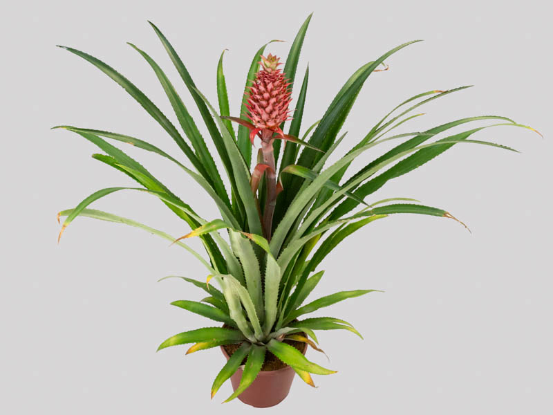 ananas ornamental