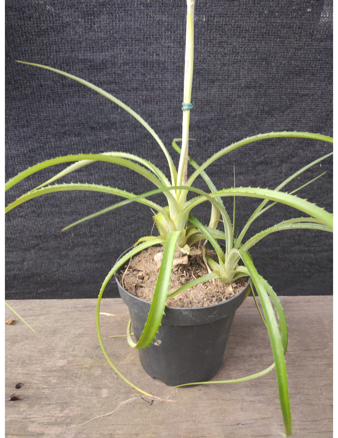mini abacaxi ornamental