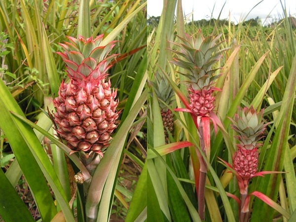 abacaxi roxo ornamental