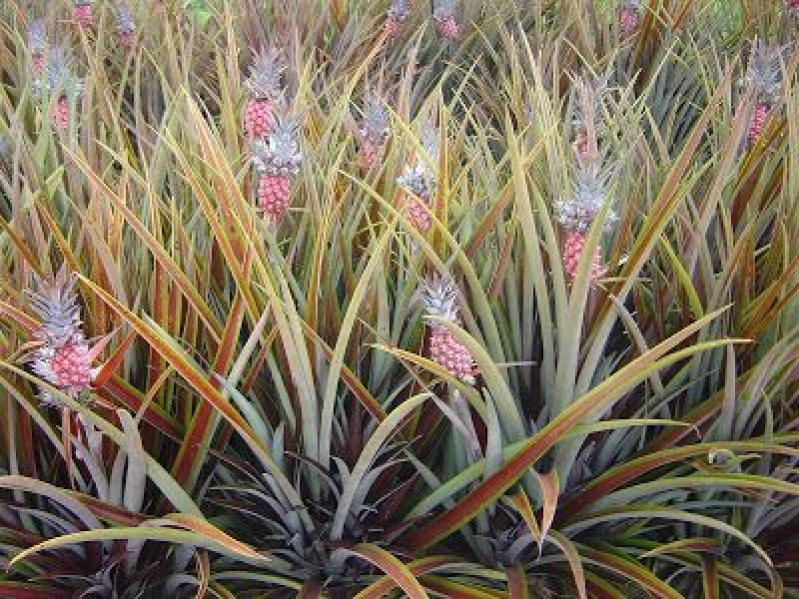cultivo abacaxi ornamental