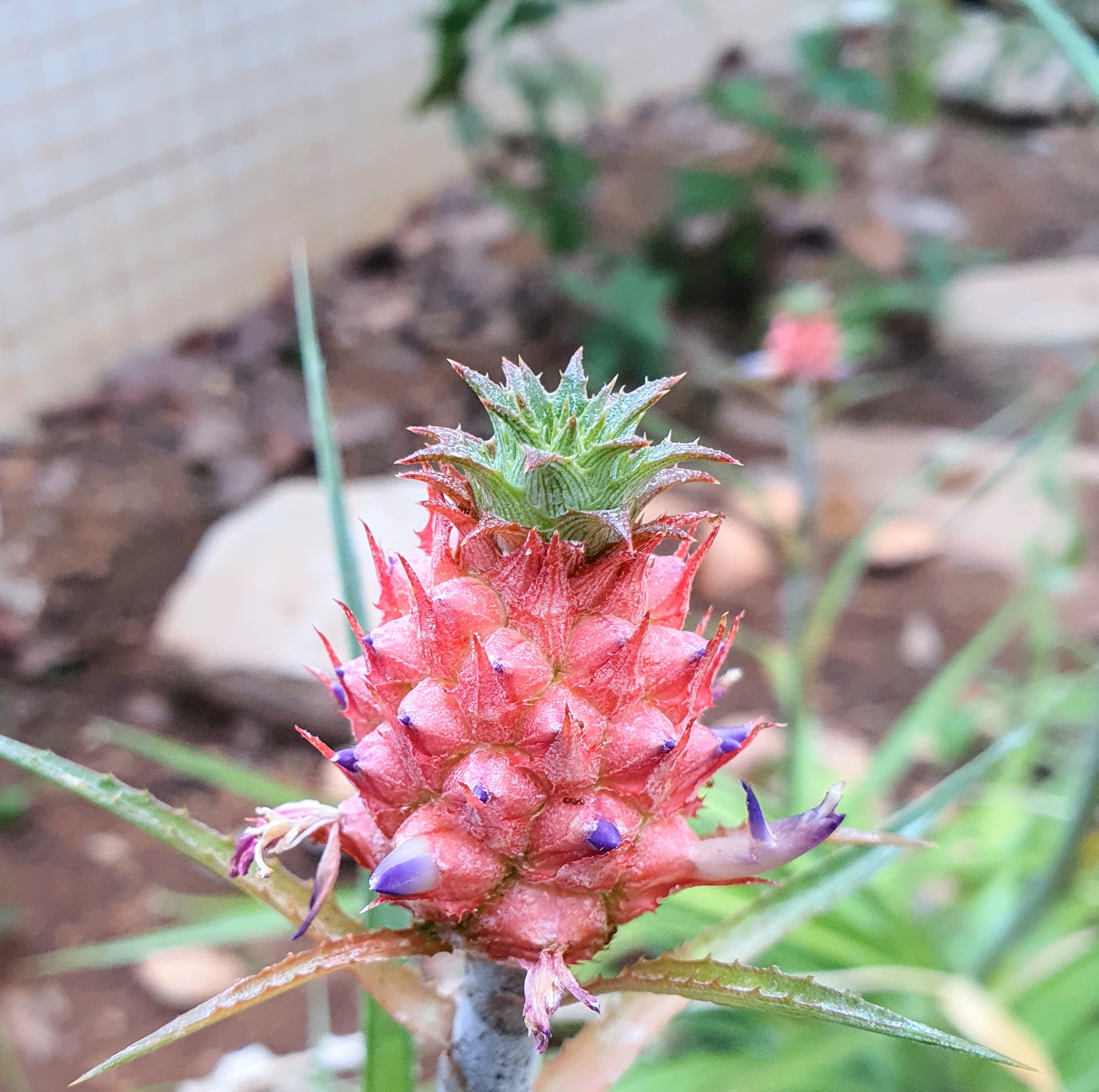 cuidados abacaxi ornamental