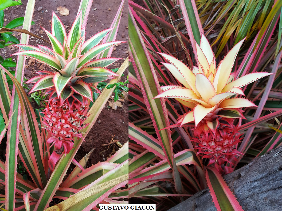 plantar abacaxi ornamental