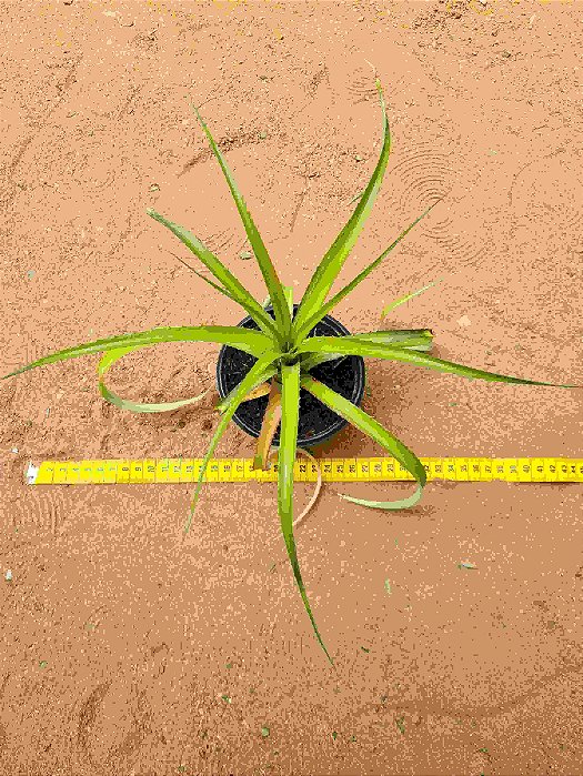 ananas bracteatus
