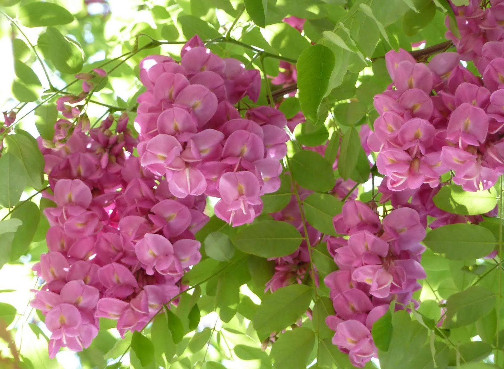 acácia rosa cultivo