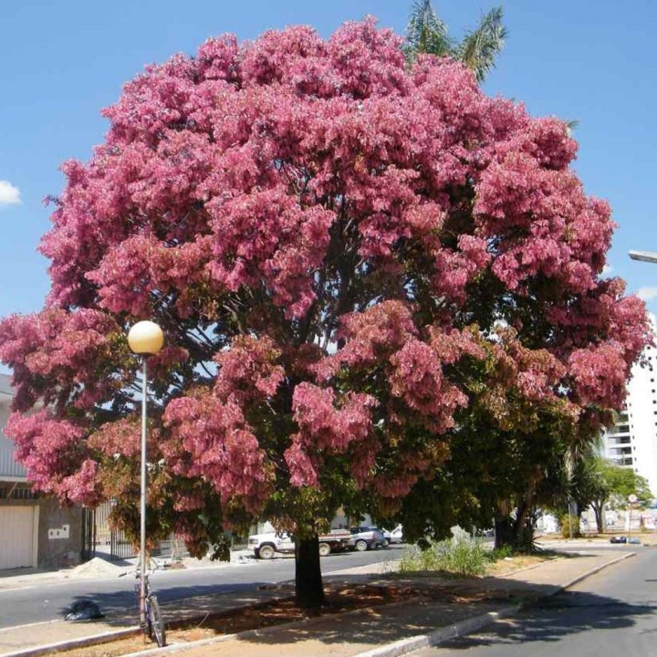 acácia rosa flor