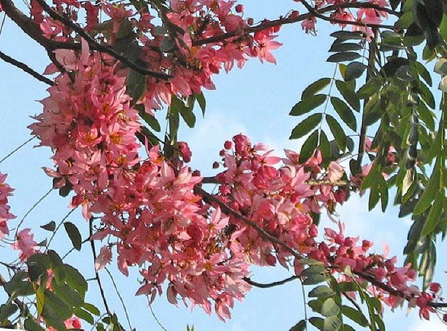 acácia rosa muda