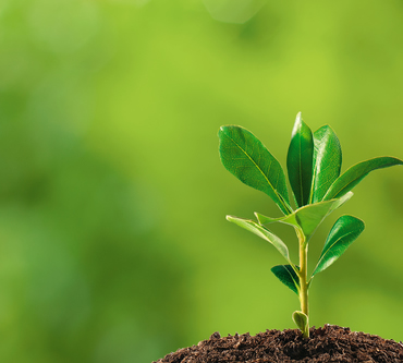 Erros Comuns na Aclimatação de Plantas e Como Evitá-los