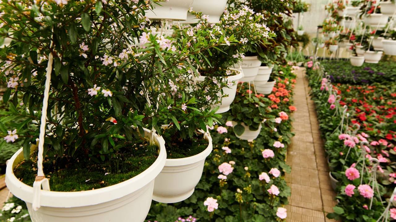 aclimatação de plantas