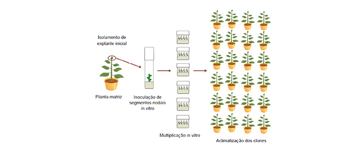 aclimatação de plantas