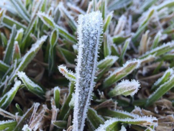 Como Aclimatar Orquídeas Recém-Compradas