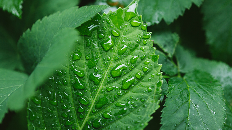 Como identificar deficiências nutricionais pelas folhas