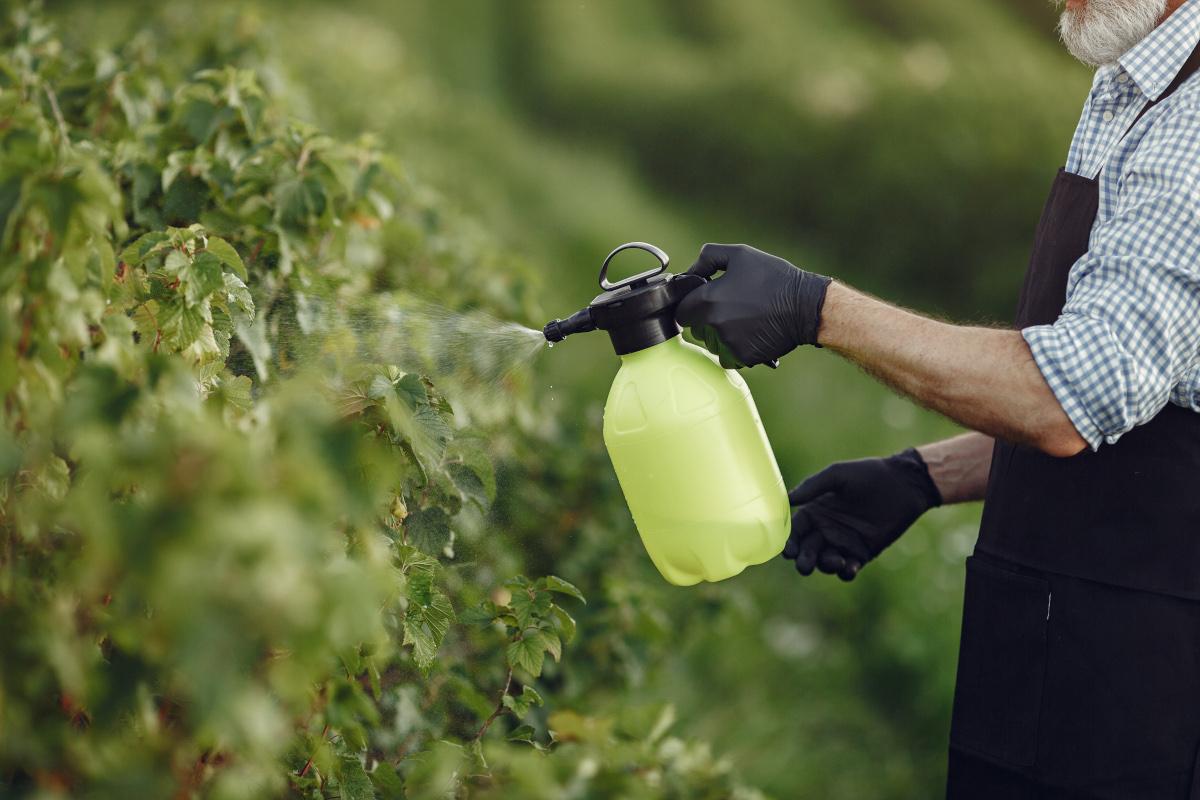 Os melhores fertilizantes foliares para cada tipo de planta